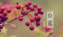白露的谚语