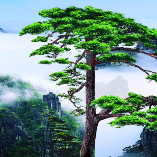 描述高大的松树的句子