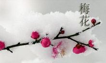 关于梅的句子