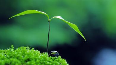 植物隐喻