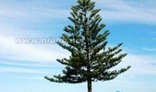 描写赞美松树的诗句