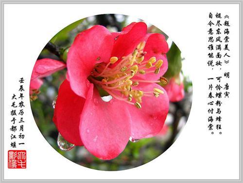 花隐喻的完整集合