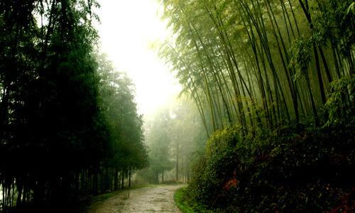 竹林的隐喻