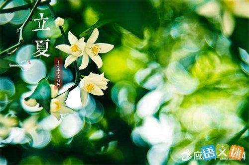 关于丽霞50的谚语