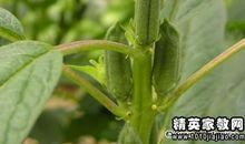 芝蔴开花歇后语