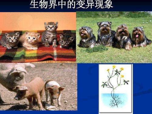 变异谚语