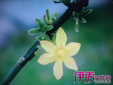 花写