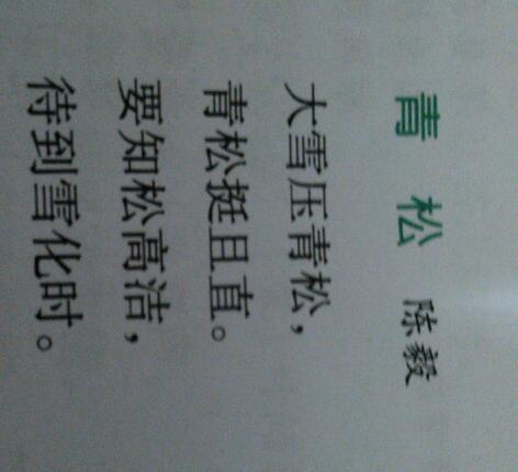 描述松树外观的句子