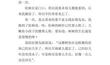 描写松树外形的段落