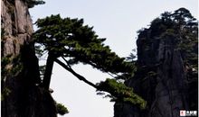 描写松树品质的句子