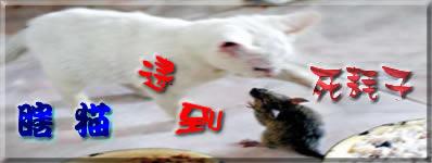 猫不吃死老鼠