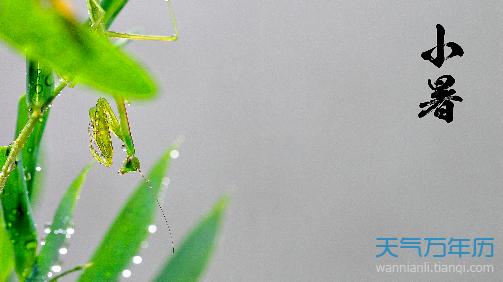 小树节气之福