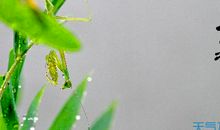 小暑节气祝福语