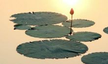 使人内心平静的句子