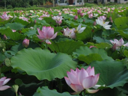 夏天的祝福