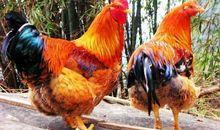 歇后语白鹤站在鸡群里