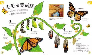 梦想成为蝴蝶