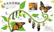 做梦变蝴蝶歇后语