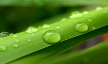 描写水珠的比喻句