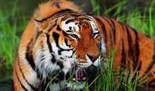 关于老虎的歇后语