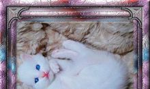 做梦娶媳妇歇后语