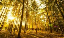 秋天树林的比喻句