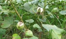 棉花像什么比喻句