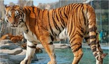 老虎扑食歇后语