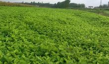 不种芝麻不养蚕歇后语