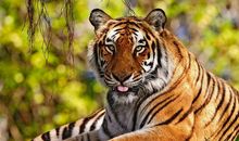 老虎屁股的歇后语