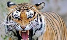 有关于虎的歇后语