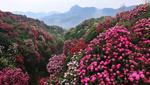 开花的比喻句