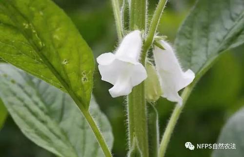 芝麻领域中的寓言词