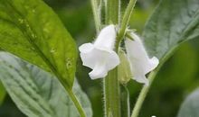 芝麻地里的歇后语