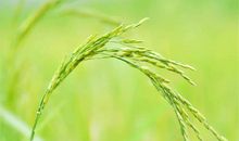 高粱像什么比喻句