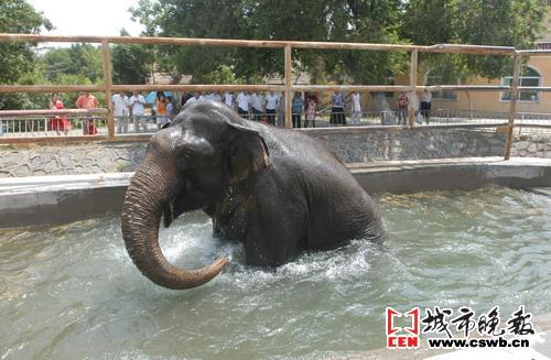 在脸盆里