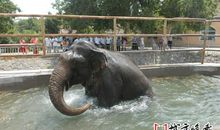 脸盆里扎猛子歇后语