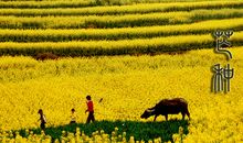 芒种的气象谚语