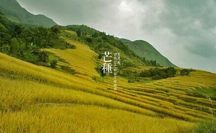 g种节气谚语