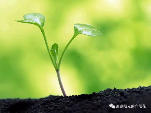 植物平行句