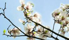 含有春字的诗句