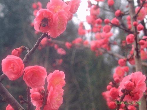 鲜花百科全书