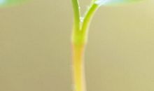 勃勃生机造句大全