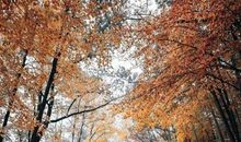 形容秋天悲凉的诗句