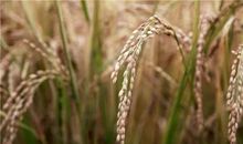 描写稻子成熟的句子