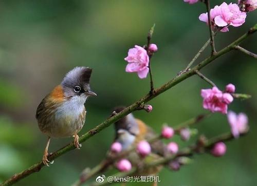 关于鸟类的诗