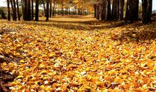 描写秋天的树的句子