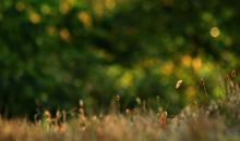 描写秋天清晨的语句