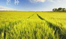 一年级芒种谚语