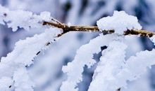 有关于雪的诗句